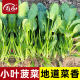 Small leaf spinach planting small greens spinach autumn and winter cold-resistant vegetable seeds solitary rapeseed autumn and winter seeds