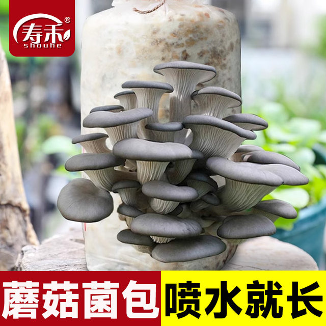 Mushroom bags, mushroom planting bags, oyster mushrooms, shiitake mushrooms, ganoderma lucidum, enoki mushrooms, self-sown strains, home cultivation
