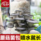Mushroom bags, mushroom planting bags, oyster mushrooms, shiitake mushrooms, ganoderma lucidum, enoki mushrooms, self-sown strains, home cultivation
