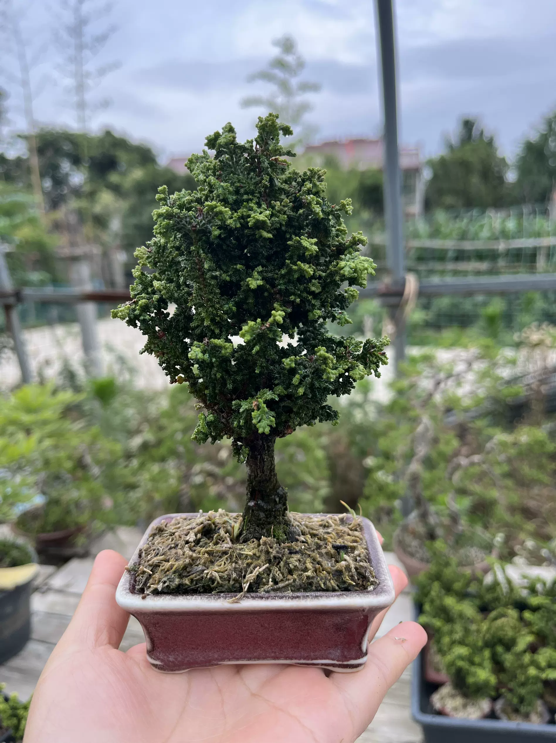 日本盆栽水石名品大系 10冊セット♪ ※欠品あり 日本盆栽