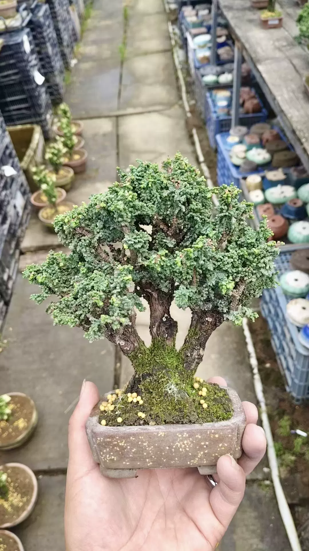 盆栽:石化桧(ひのき) 現品 *ヒノキ Chamaecyparis Hinoki 盆栽:石化桧(ひのき) 現品 *ヒノキ Chamaecyparis Hinoki