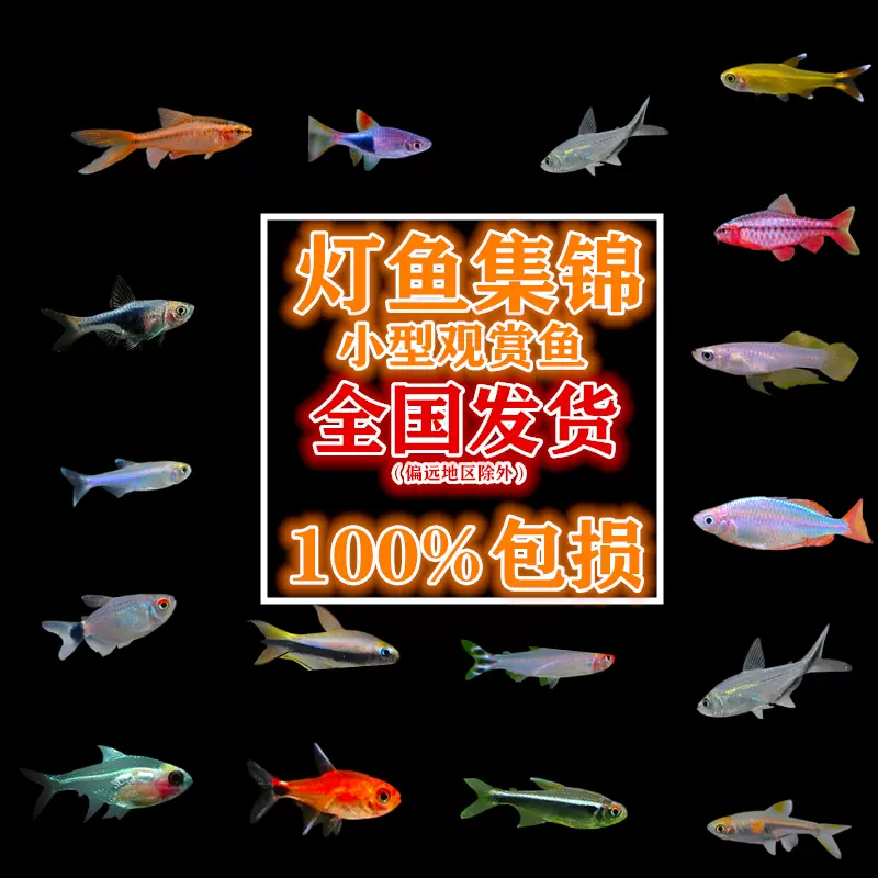 燈魚錦集熱帶魚觀賞魚活體魚小型魚淡水魚缸造景推薦水族過濾器材 Taobao