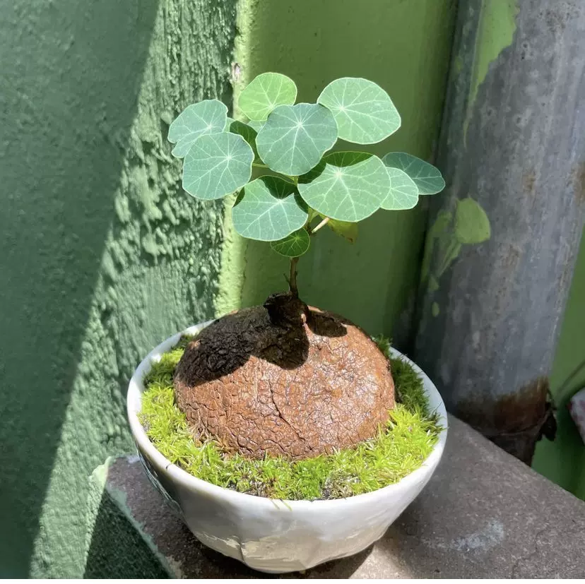 素可泰山烏龜積雪球stephania Erecta立枝塊根多肉植物盆景花卉