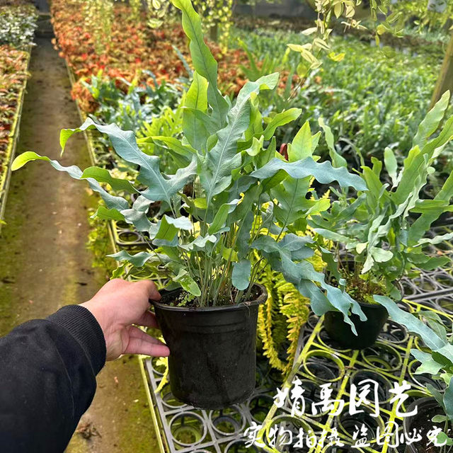 Cold-resistant and heat-resistant blue star fern net red green plant potted perennial shade-tolerant indoor home style plant Nordic style