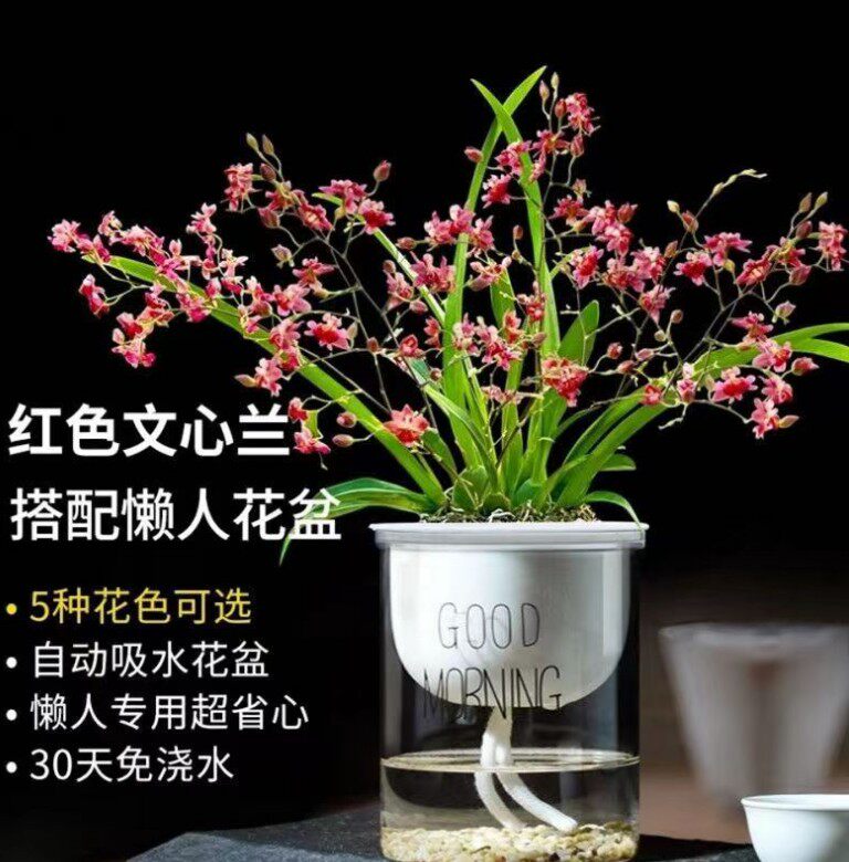 ONCIDIUM 꿈 향기로운 난초 수경법 새싹 수경 재배 ONCIDIUM 수경 화분 게으른 냄비 특별 향수-