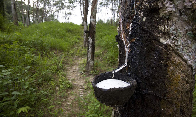 这款乳胶枕的每一滴乳胶,都是来自泰国天然乳胶林,纯净,环保,健康,比