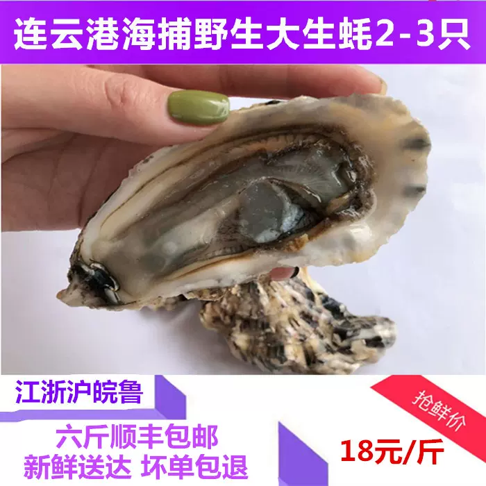 今日海鲜水产大生蚝鲜活蚝鼓带壳牡蛎王生蚝新鲜海