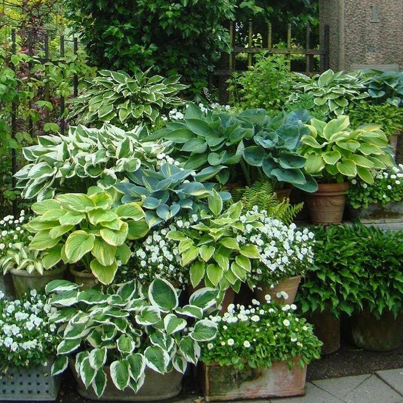 背阴庭院里的耐阴植物,给一点光就能开花 - 美优享 - 美丽优品分享好