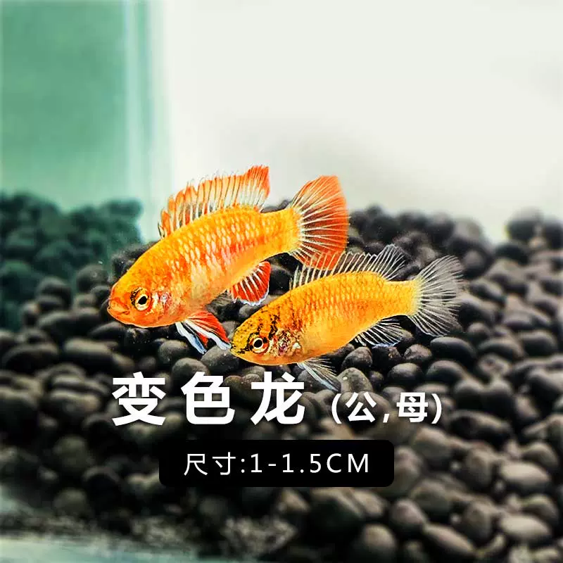 熱帶魚火焰變色魚淡水魚小型魚燈科活體觀賞魚羣遊魚草缸闖