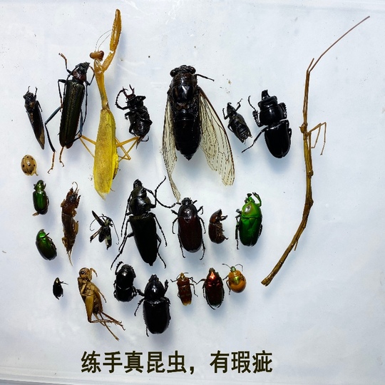 オオカブト標本 - 手作り教材