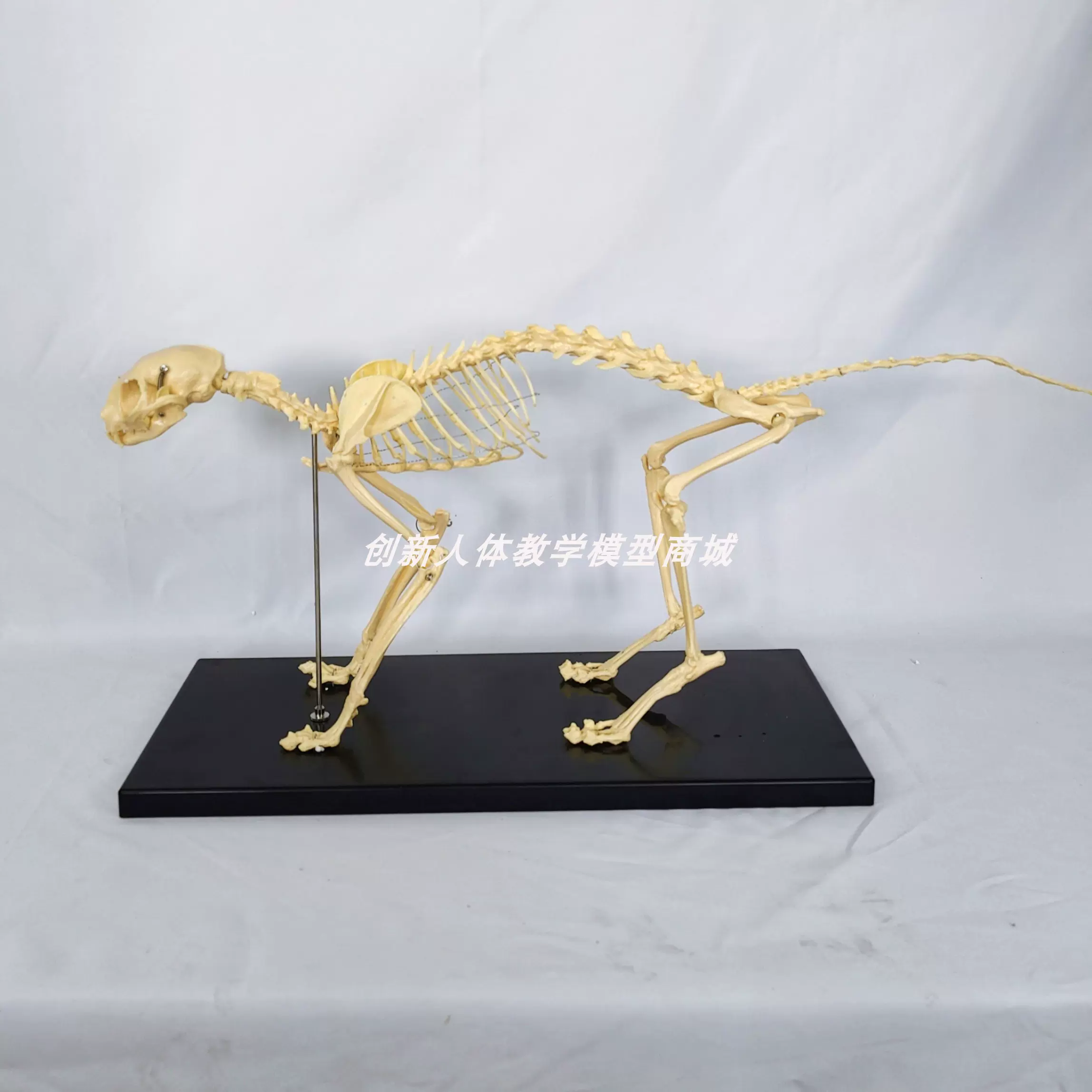 貓全身骨骼模型高仿真貓骨骼標本動物骨架帶底座寵物醫院獸醫用具-Taobao