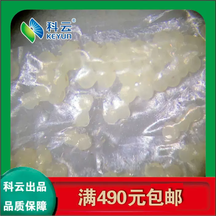 粘虫虫卵教学实验 生物测定昆虫农业害虫孵化率60