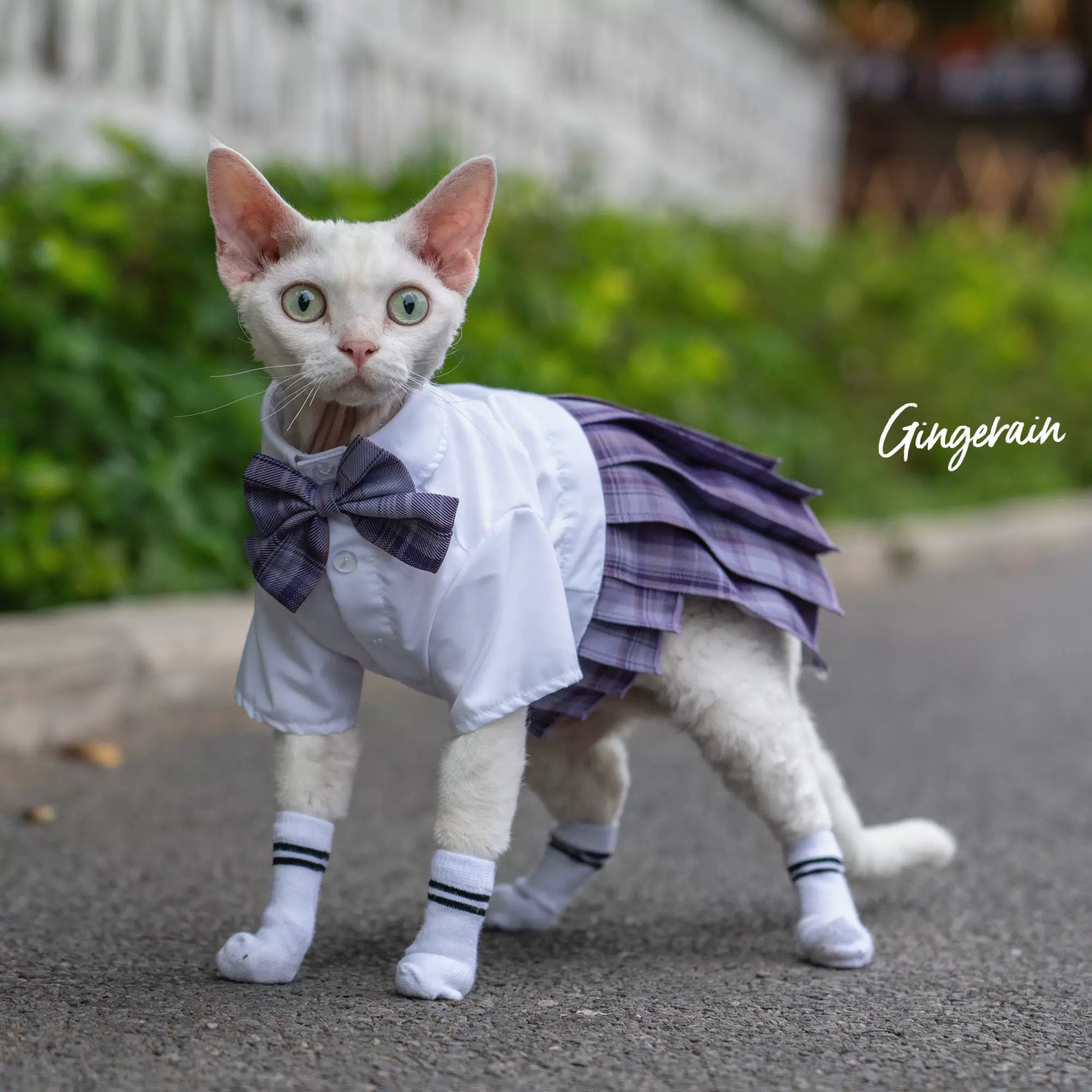 Gingerain 春夏重工宠物猫衣服德文无毛猫抗皱jk裙制服