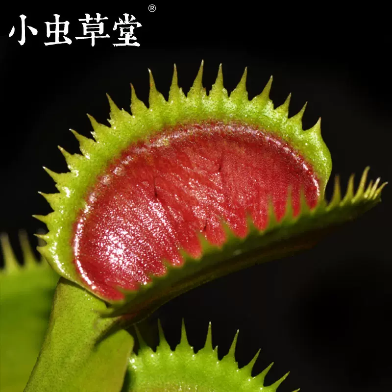 绿色食人鱼捕蝇草盆栽驱蚊超大大嘴大株食虫草