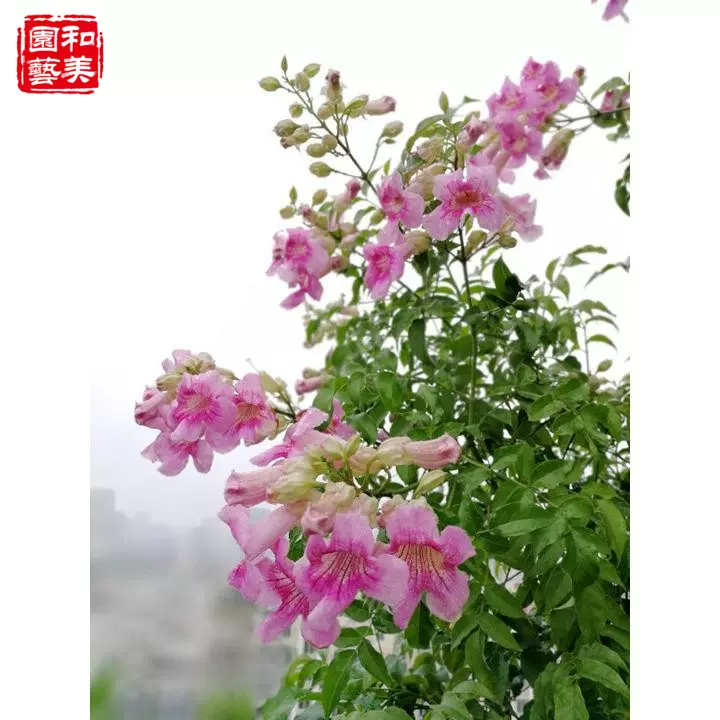 凌霄花苗蔓藤植物粉色凌霄盆栽大苗紫云藤紫云花