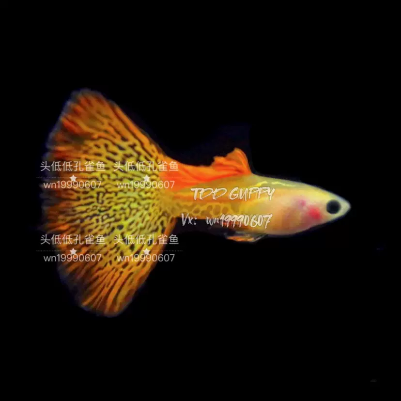 金屬紅蕾絲玻璃貓精品孔雀魚熱帶魚鳳尾魚小型淡水魚純種活體寵物 Taobao