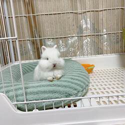 Rabbit tummy pad winter warm sleeping pad dwarf rabbit nest