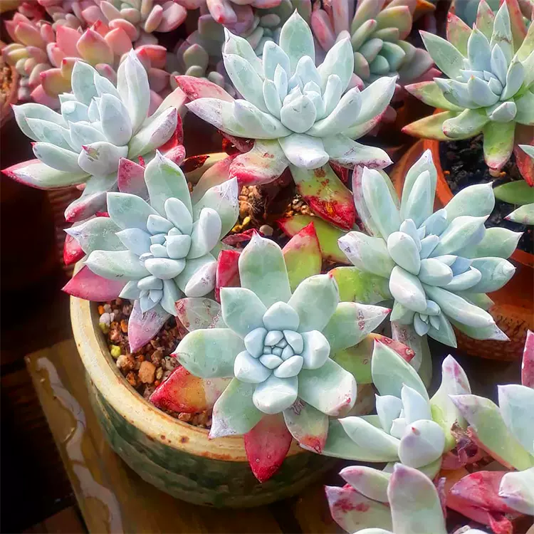有粉初霜仙女杯苹果叶dudleya Farinosa 多肉植物群生老桩 有粉初霜仙女杯苹果叶dudleya Farinosa 多肉植物群生老桩