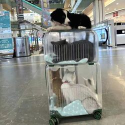 Pet Carrier Suitcase Double-Layer for Two Cats, Portable Transparent Dog Carrier, Airline Crate, Stroller Manufacturer