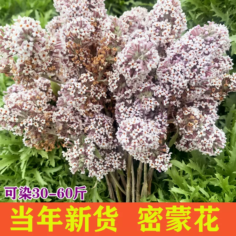 野生密蒙花500g染饭花纯植物黄饭花染料广西特产