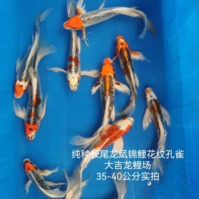 锦鲤入池，波光生辉-淘宝逛一逛