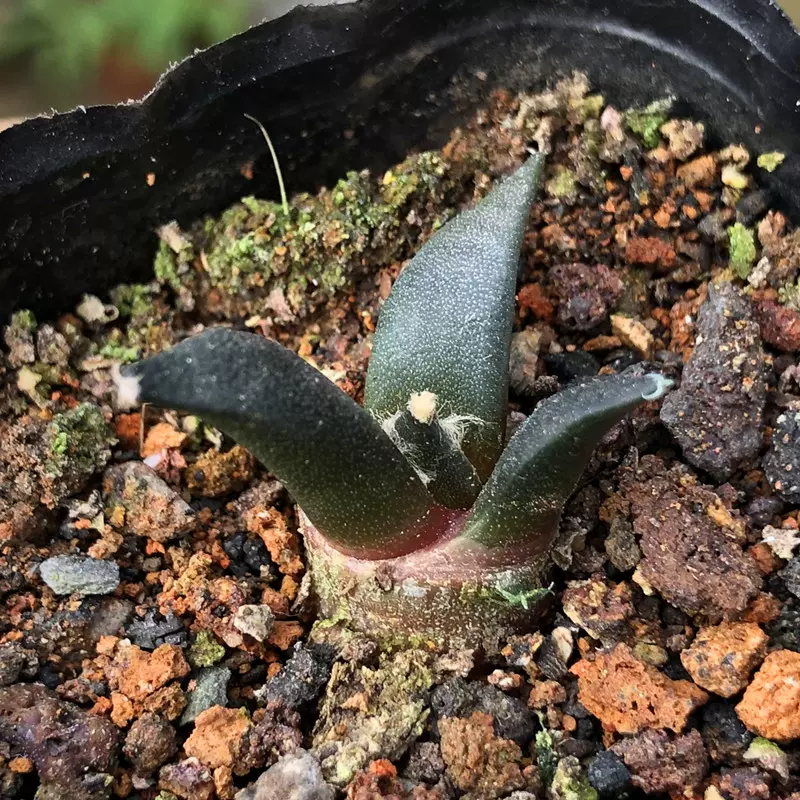 实生仙人球岩牡丹属花牡丹小苗多肉植物开花稀有品种一物一