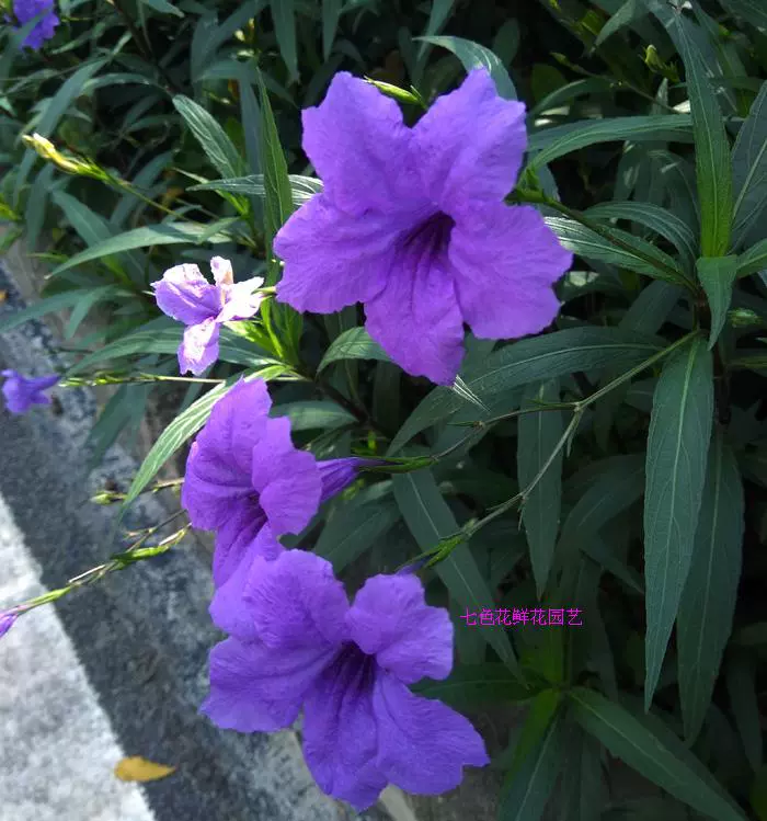 四季开花翠芦莉花苗蓝花草盆栽宿根花卉多年生观花植物绿化
