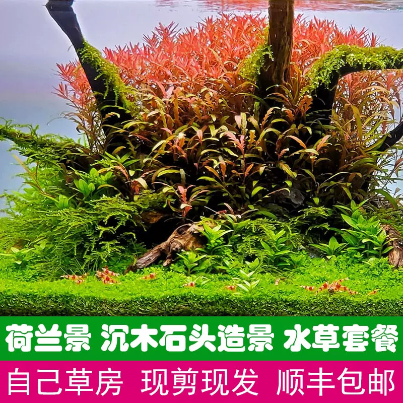 鱼缸荷兰景开缸套餐ada水草造景设计搭配草缸沉木石头植物水下叶 Taobao 鱼缸荷兰景开缸套餐ada水草造景设计搭配草缸沉木石头植物水下叶 Taobao