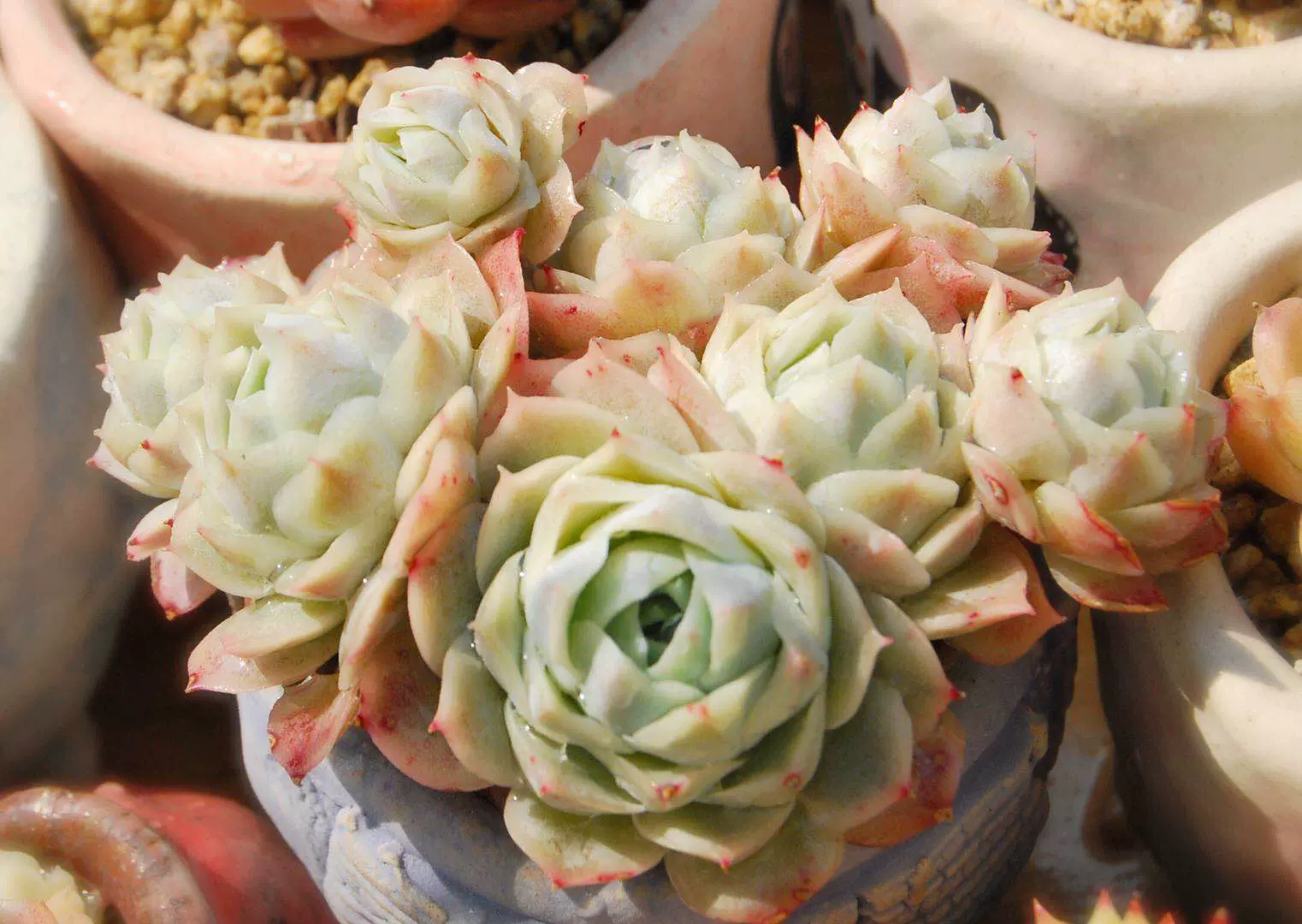 秋阳园艺多肉静月多肉植物晶月多肉砍头群随机发