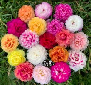 
Imported double-petal sunflower seedlings, perennial mixed-color plants, easy-to-live flower pots, multi-season perennial courtyards with buds