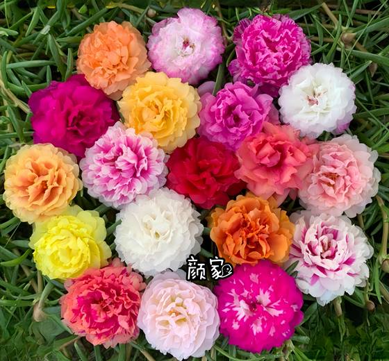 
Imported double-petal sunflower seedlings, perennial mixed-color plants, easy-to-live flower pots, multi-season perennial courtyards with buds