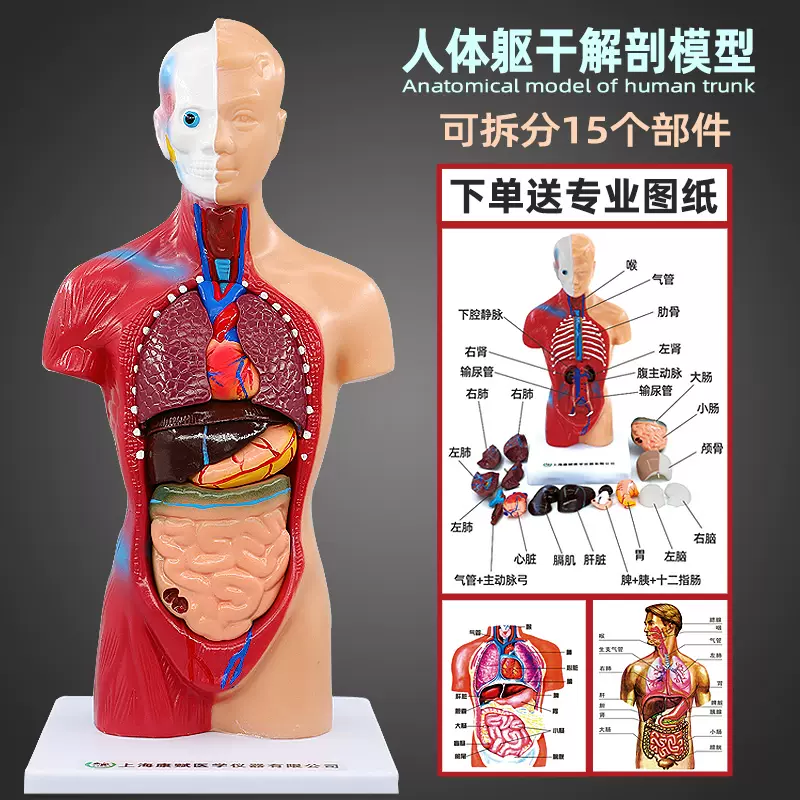 50倍人体皮肤组织结构放大解剖模型医学美容整形立体皮肤模型-Taobao