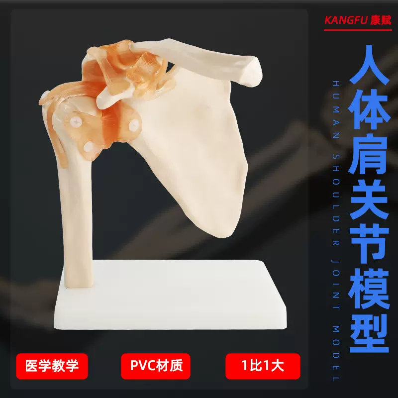 自然大帶韌帶肩關節模型人體骨骼模型鎖骨模型肩胛骨骨科模型-Taobao