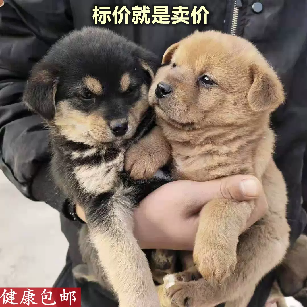 宠物狗中华田园犬家养土狗幼犬金毛比熊混血大黄狗