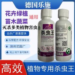 Oxfam Duoduo plant green rose succulent medicine
