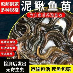 
Loach fishing fry pet feeding freshwater ornamental fish feed turtle fishing loach fresh small loach