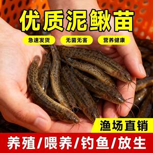 Loose seedlings Freshly fed pets fishing arowana live bait Turtles Feming loach breeding freshwater ornamental fish fishing
