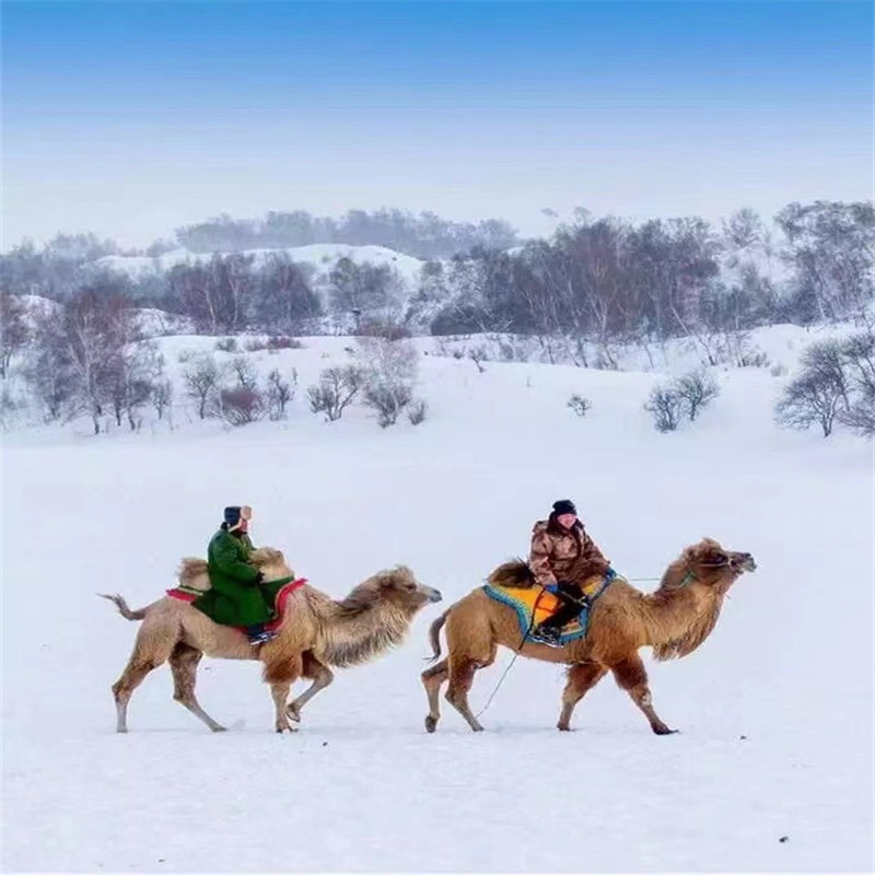 性价比之王丨乌兰布统+木兰围场2日1晚跟团游·正餐全含