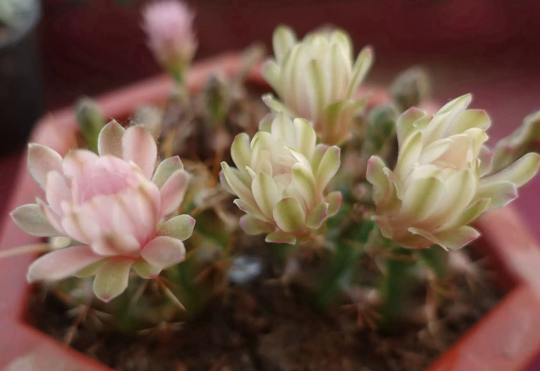 仙人球海王球绯牡丹绯花玉开花球多个花色3 6直径