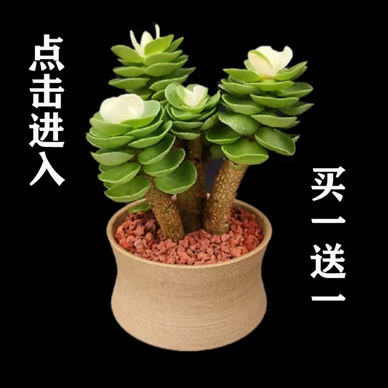 金錢木老樁多肉植物花卉發財樹盆景萌肉肉防輻射組合