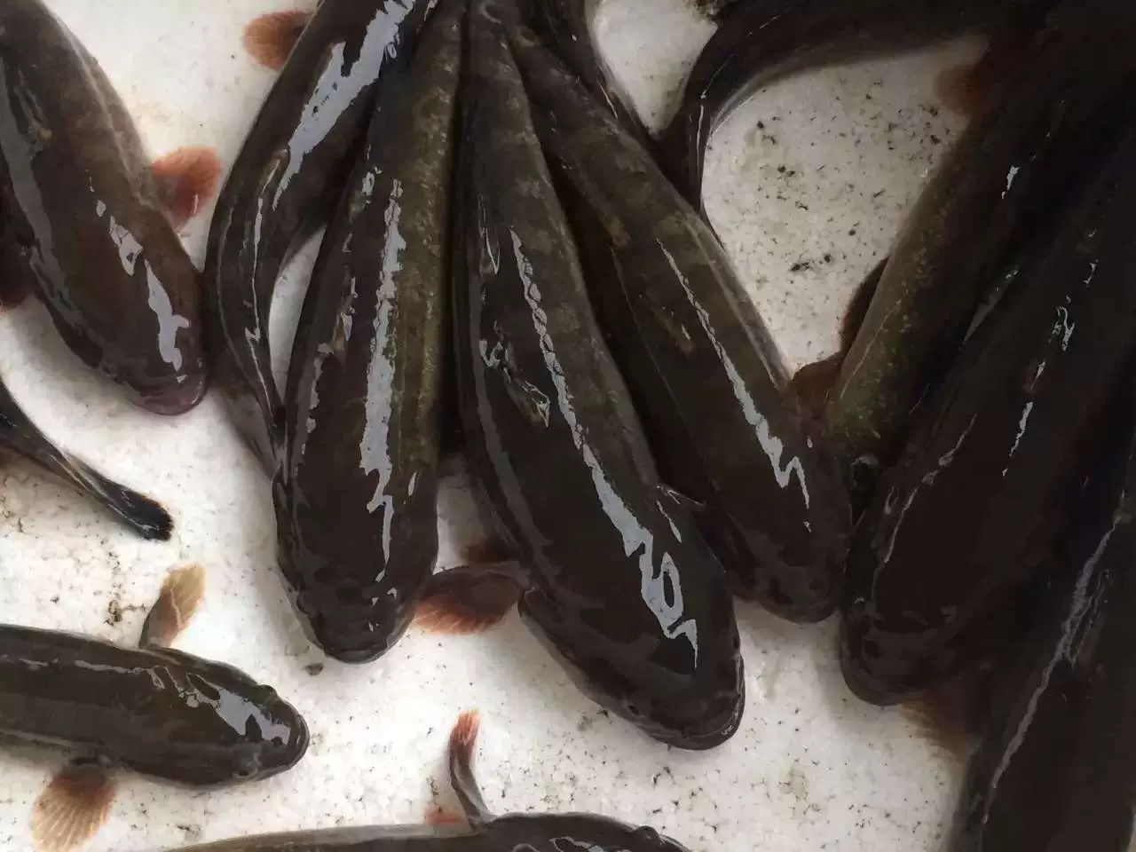 中华乌塘鳢海鱼涂鳗杜鳗杜望虎蝤蠓虎食用天然鲜活水产 Taobao