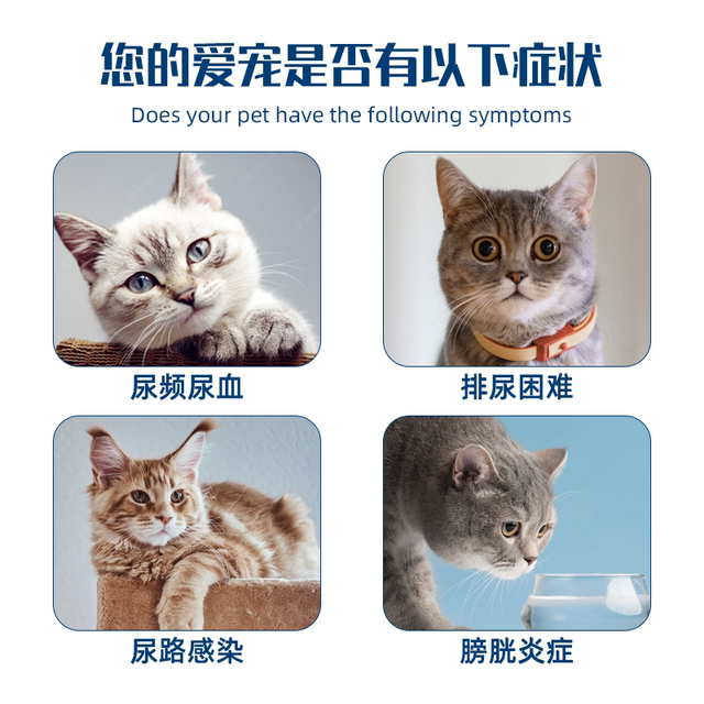 Curated visual reference: Diuretic For Cats With Urinary Tract Infections Frequent Urination Photo Inspiration