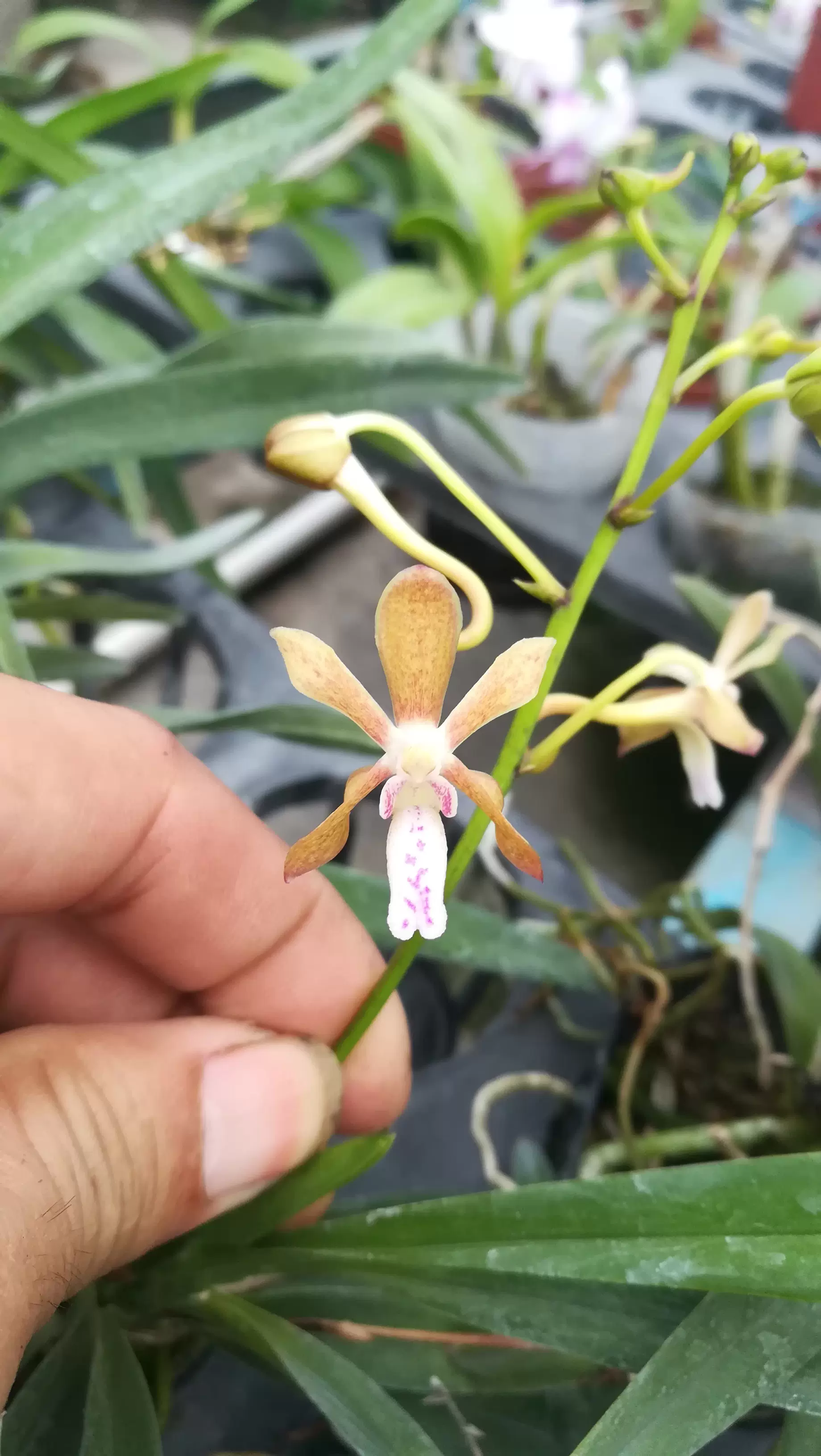 蘭花 風蘭 雜風蘭