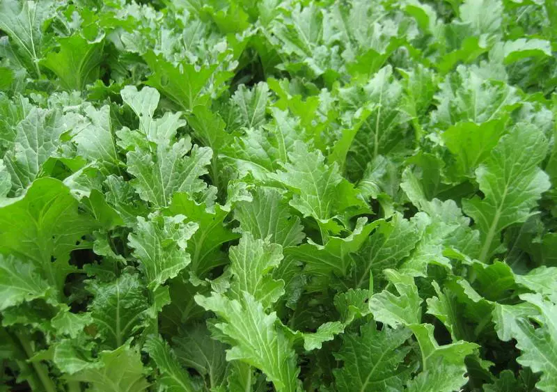 四季小苦菜种子花叶芥菜云南苦菜青菜酸菜种子小白菜水菜种子 Taobao