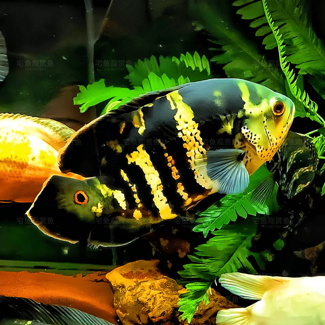 11cm一条 淡水热带鱼观赏鱼野图地图鱼-淘宝网