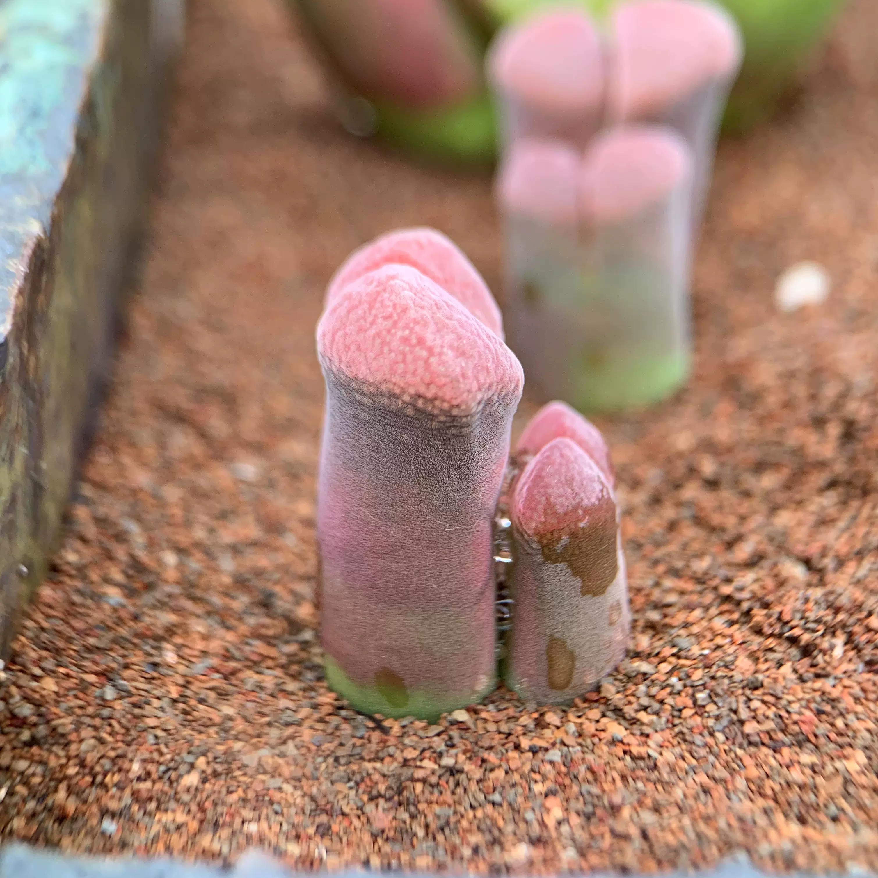 肉锥多肉稀有品种猴脸灯泡安贞风铃勋章纽扣毛翠滴肉锥500