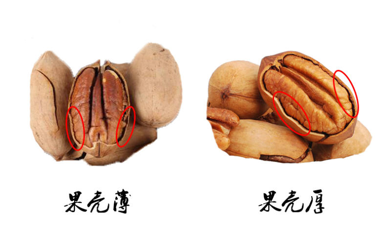香香脆脆碧根果,少不了的小零食(图6) 香香脆脆碧根果,少不了的小零食(图6)