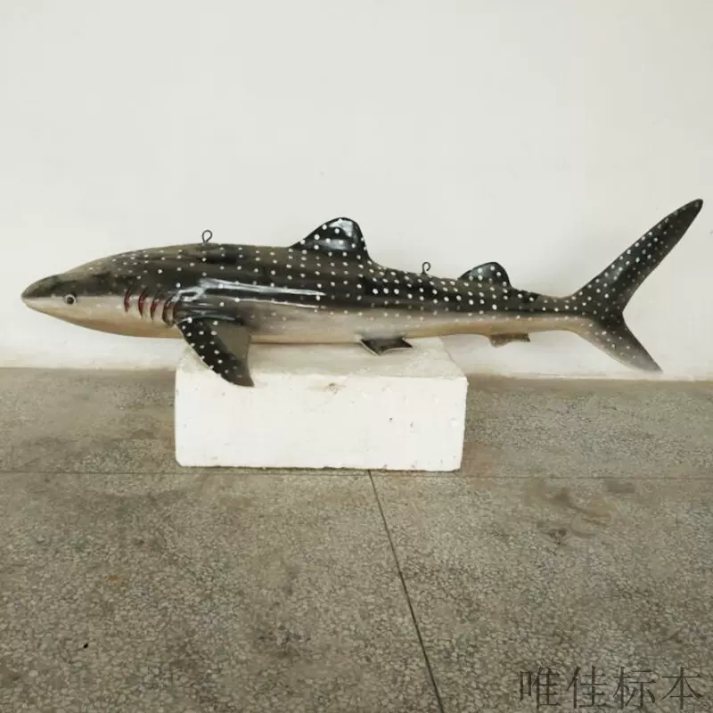 本物の海洋動物の魚の標本 - 本物の魚の埋め込み標本 - 教育