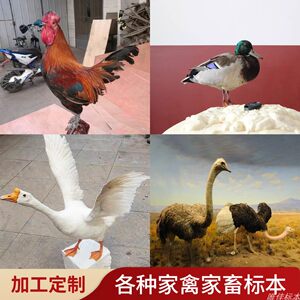 
Real taxidermy of poultry and livestock animals, processing and custom-made chicken, duck, goose and ostrich model teaching display ornaments