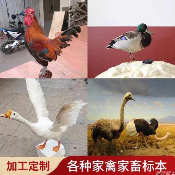 
Real taxidermy of poultry and livestock animals, processing and custom-made chicken, duck, goose and ostrich model teaching display ornaments